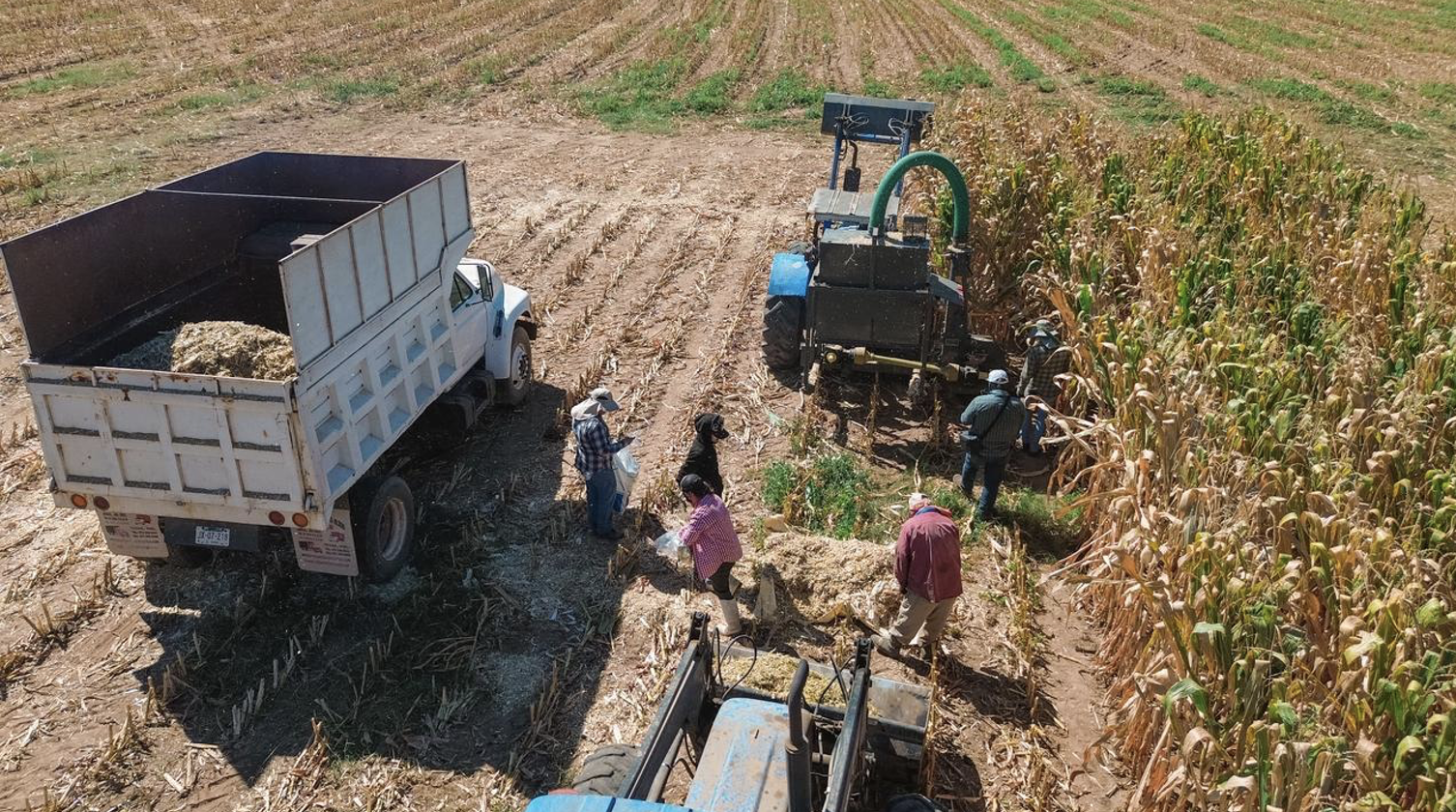 Cosecha de maiz forrajero para ensilaje en Los Altos de Jalisco