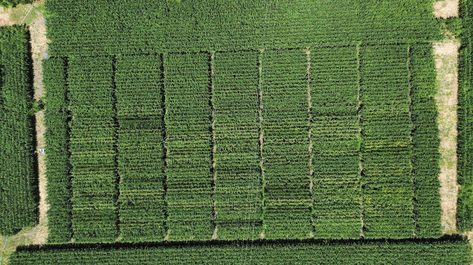 Vista aerea de parcelas experimentales de maiz forrajero en el Rancho Noxtla